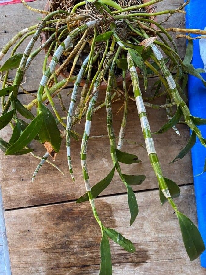Dendrobium 8