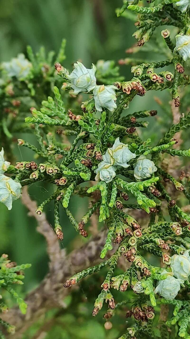 Atlantic white cypress