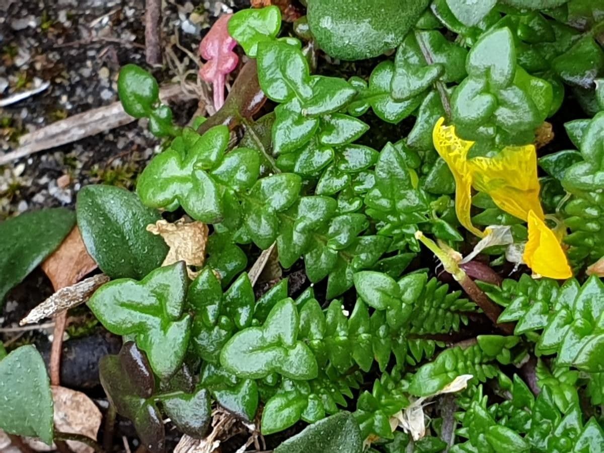 Morisia monanthos 6