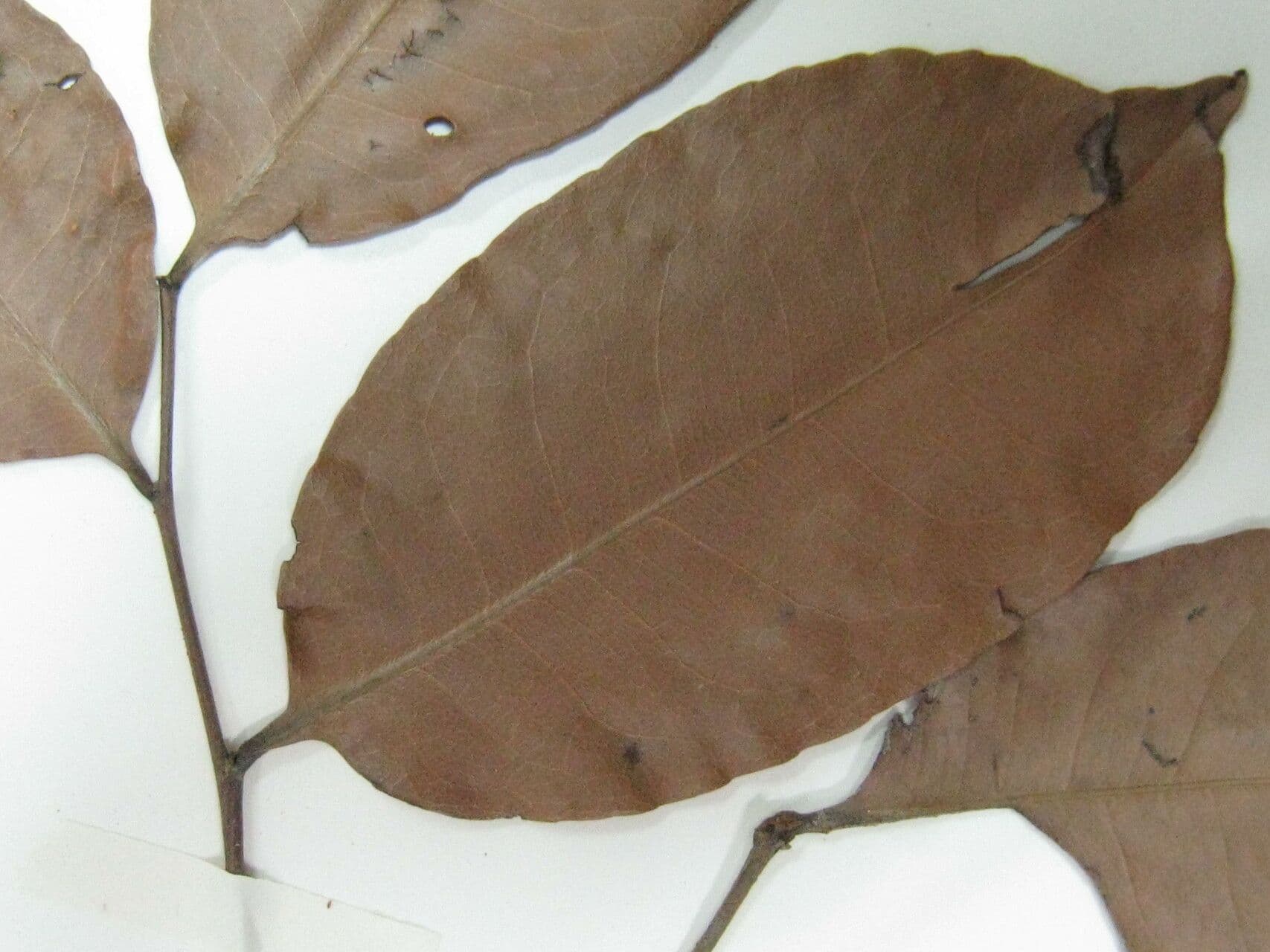 Sacoglottis 11
