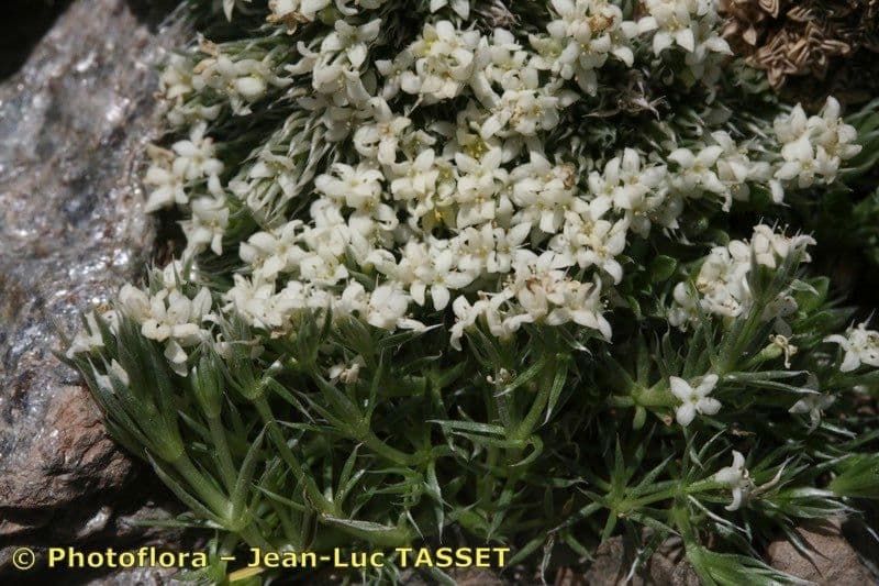 Rubiacea 18