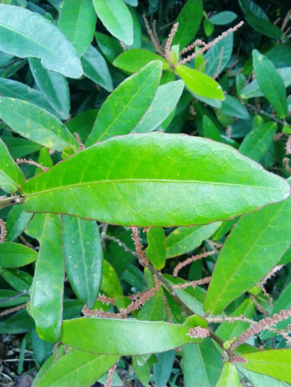 Acalypha 14