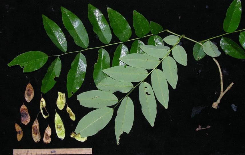 Dalbergia 10