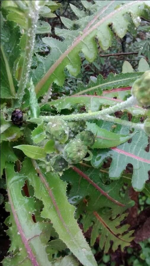 Radicchiella vescicosa 20