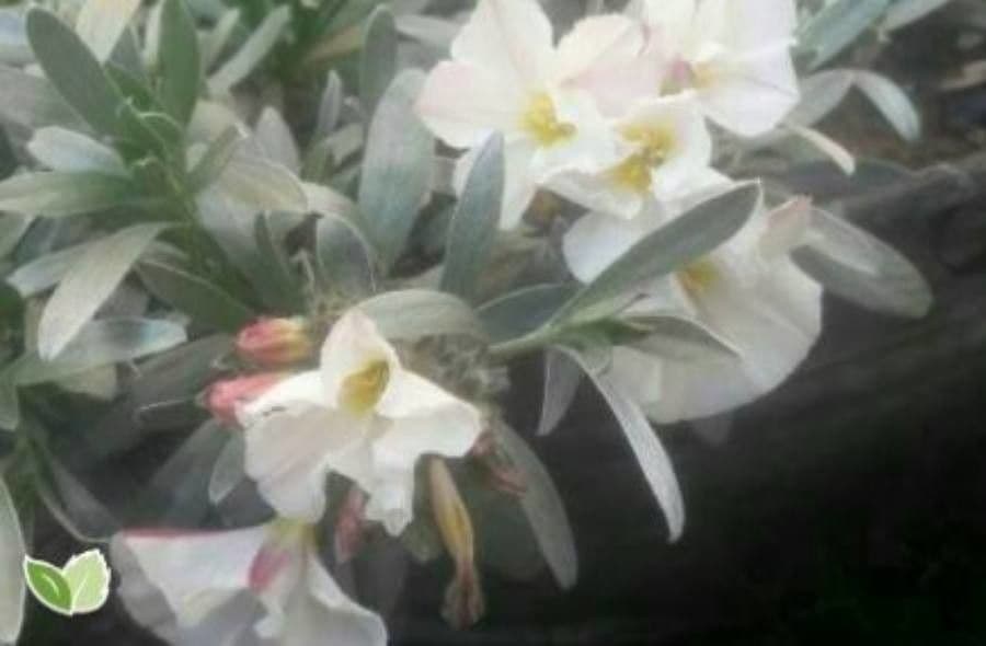 Enagra californiana 18
