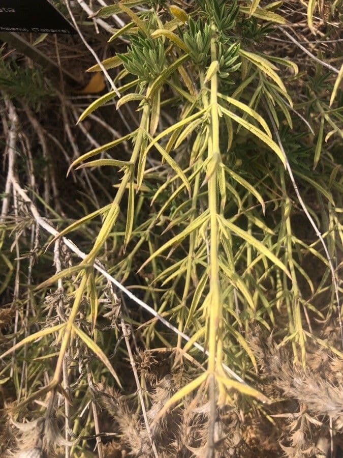 Sideritis 3