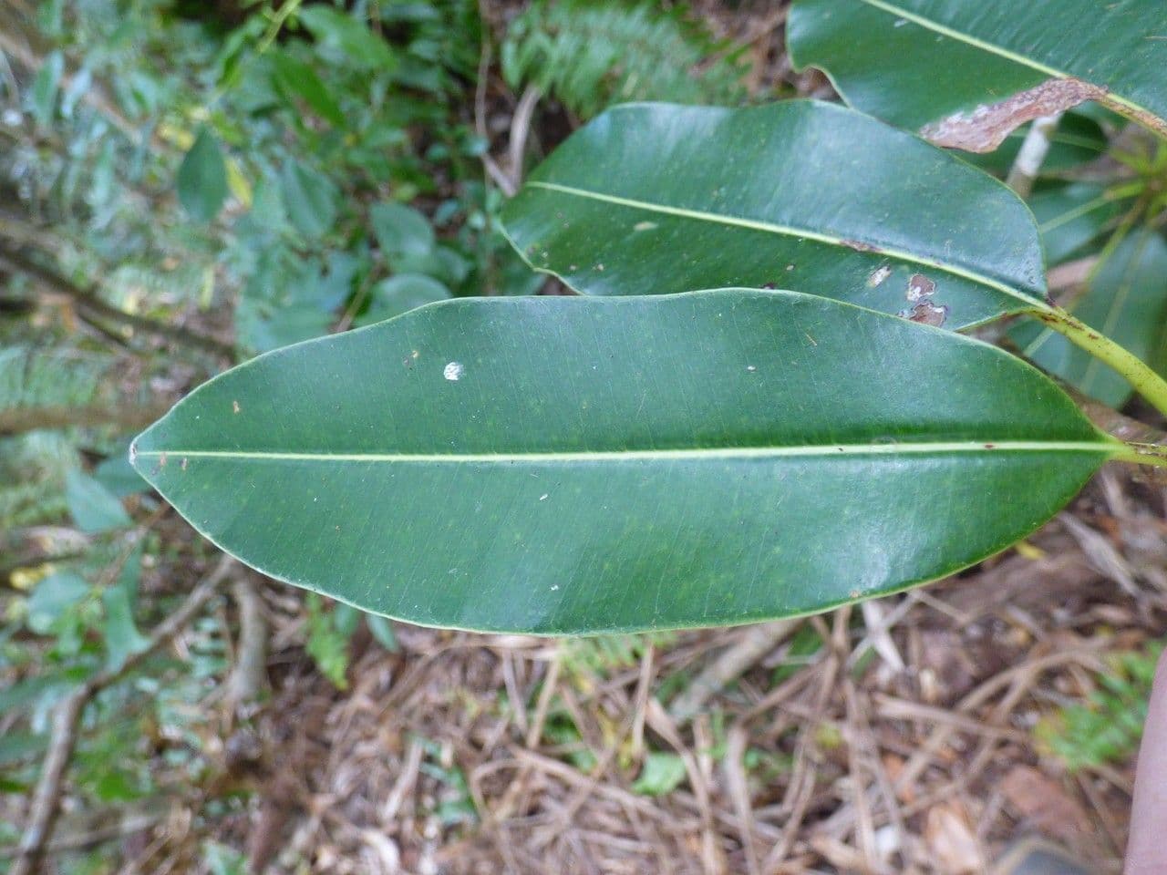 Mimusops balata 11