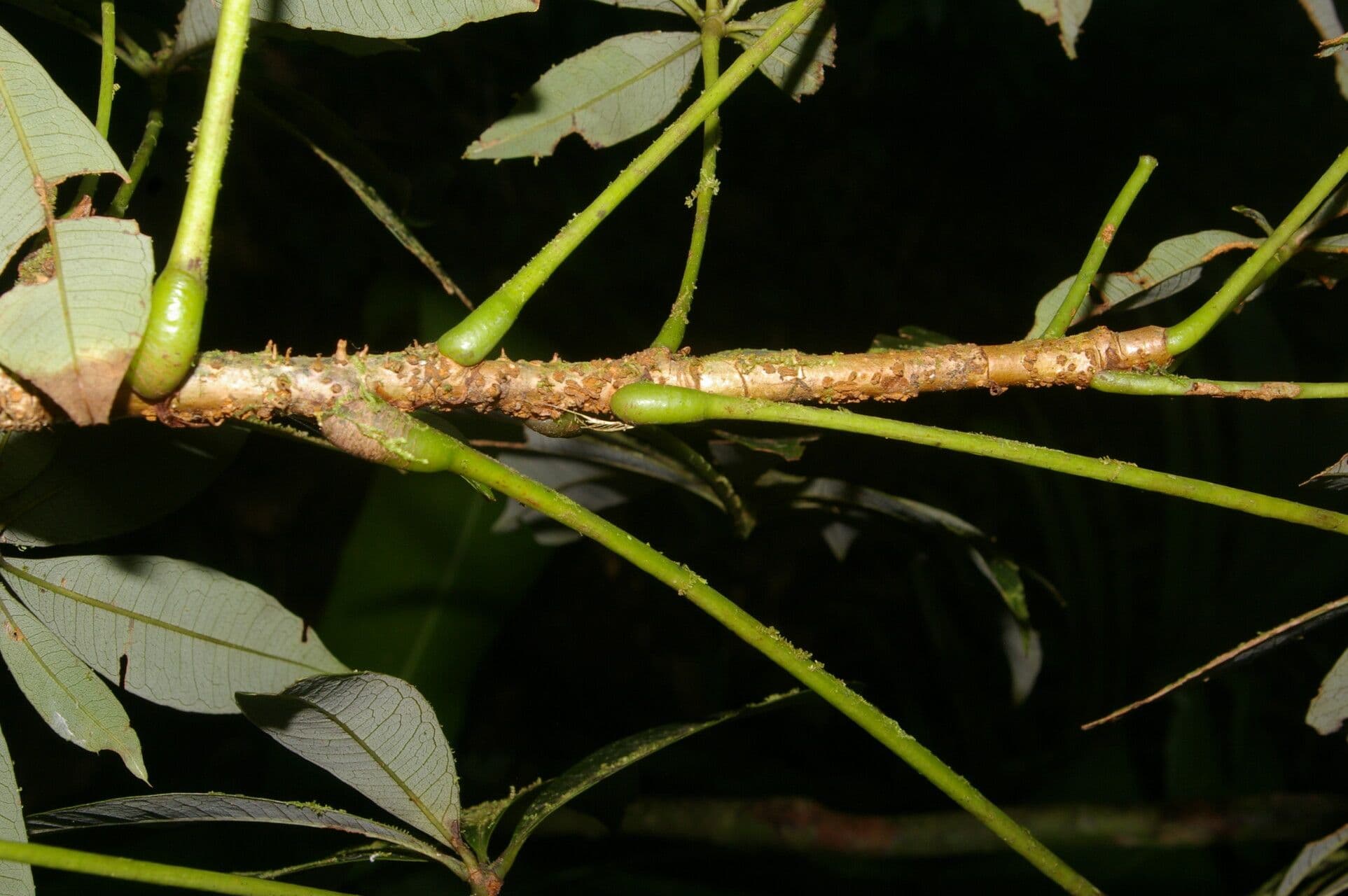 Spirotheca 20