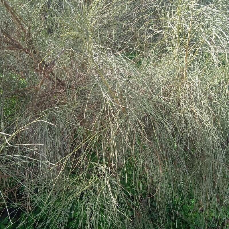 Rhamnus 17