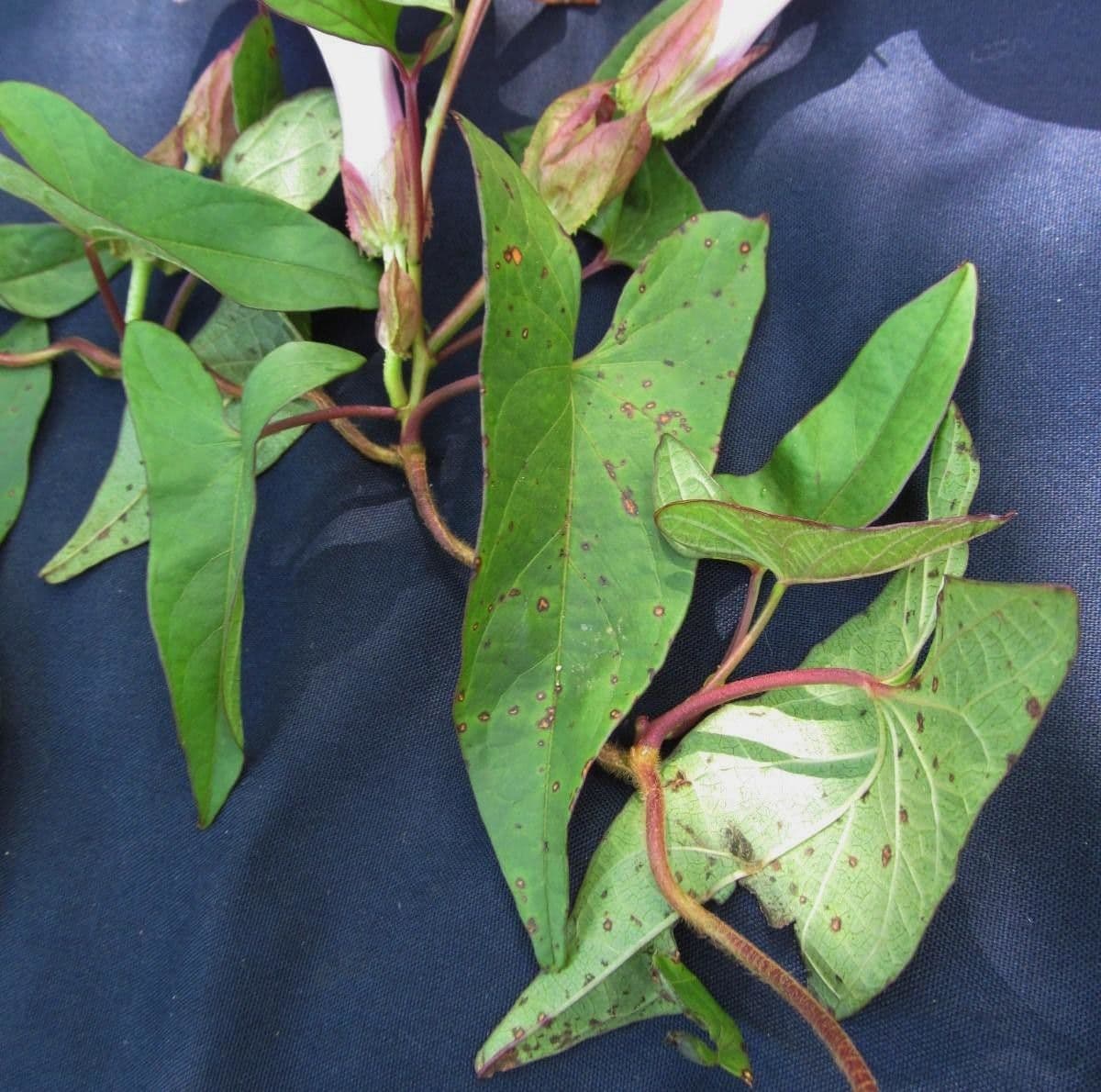 Ipomoea setifera 15