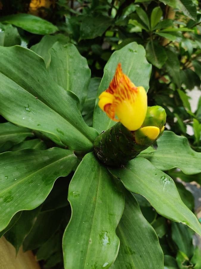 Costus 14