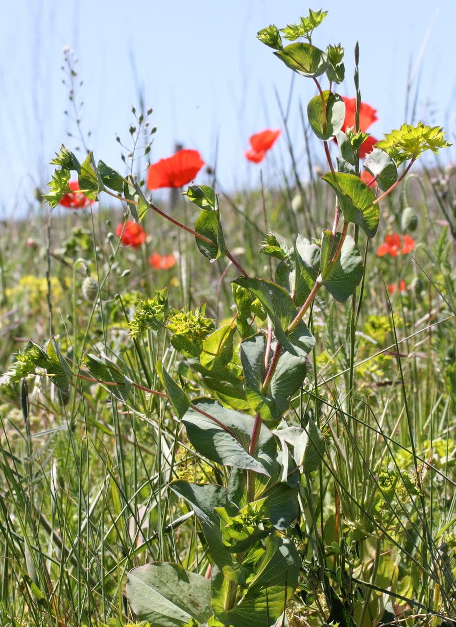 Bupleurum rotundifolium 10