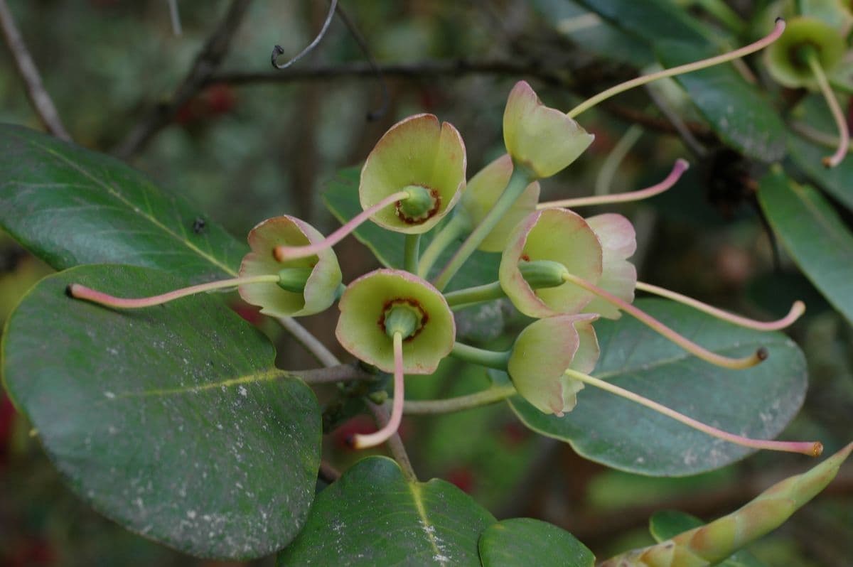 Rododendro