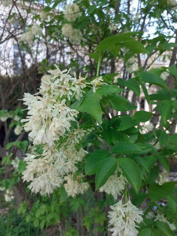 Staphylea pinnata 19