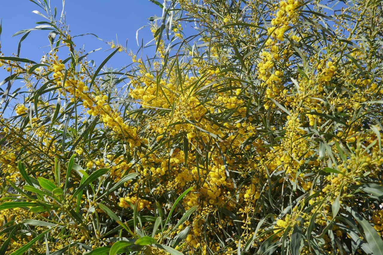 Acacia saligna 29