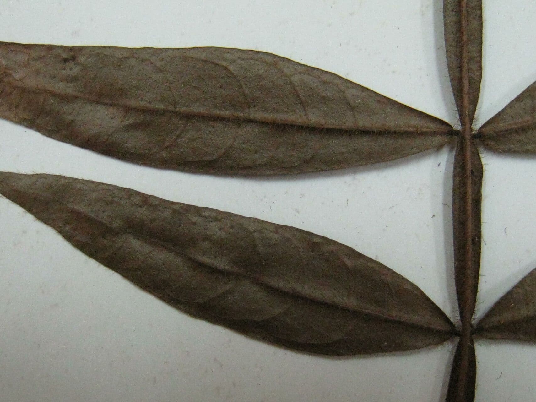 Inga 4