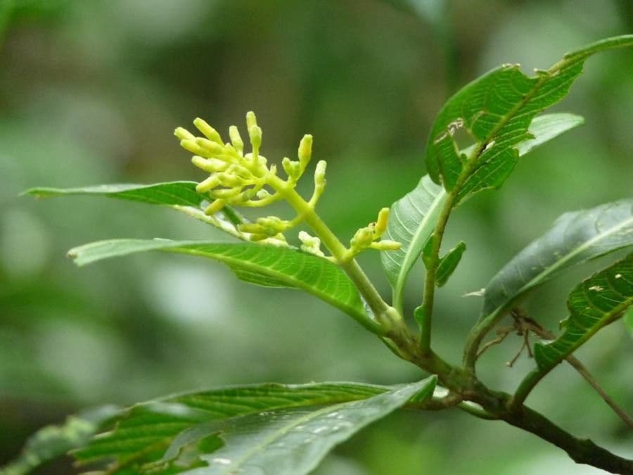 Palicourea