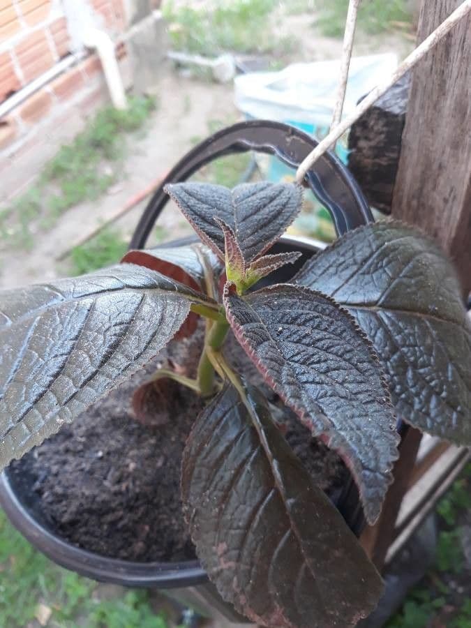 Chrysothemis pulchella 13
