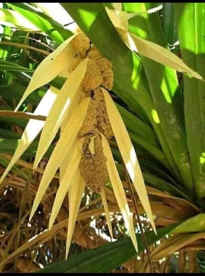 Pandanus tectorius 9