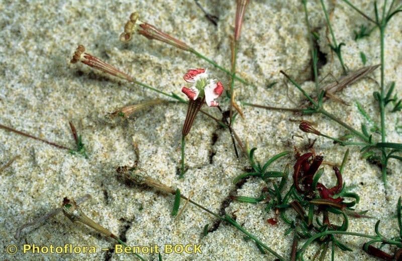 Silene portensis 19
