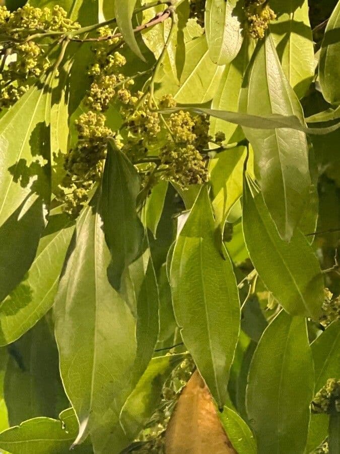 Cocculus