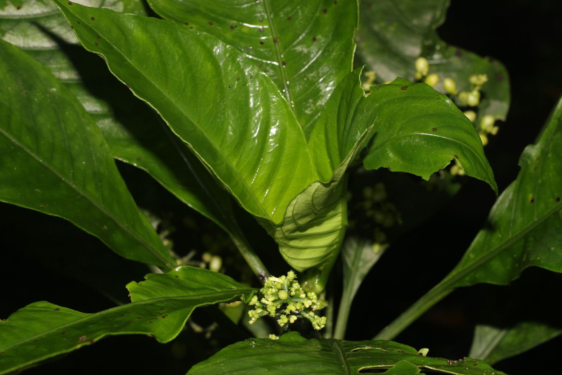 Notopleura 15