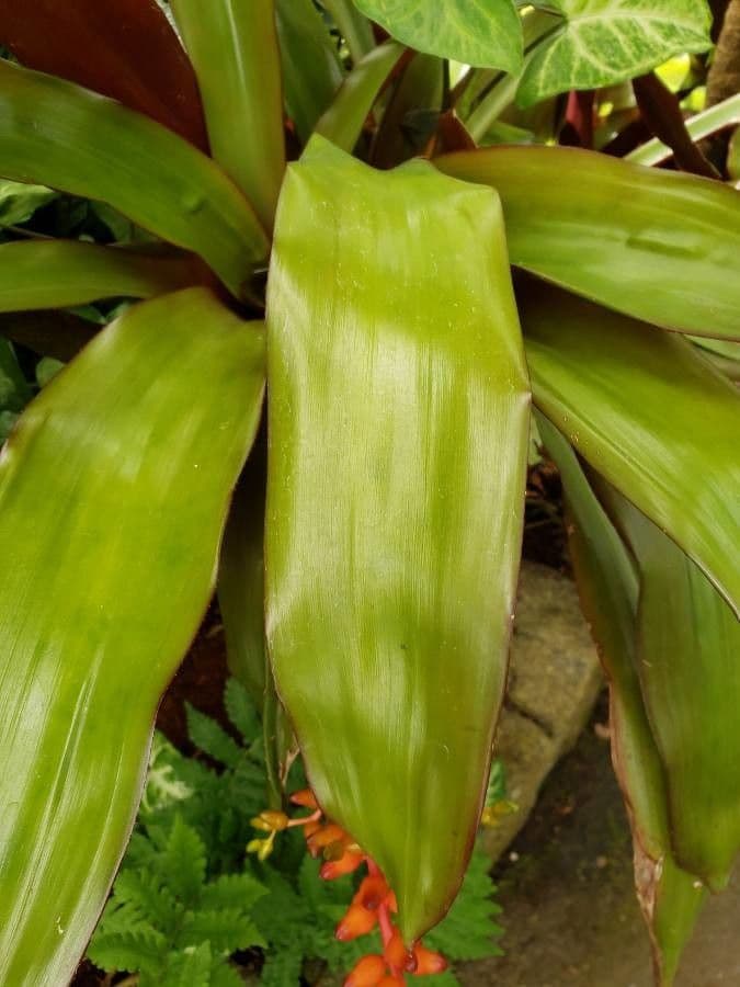 Aechmea 5