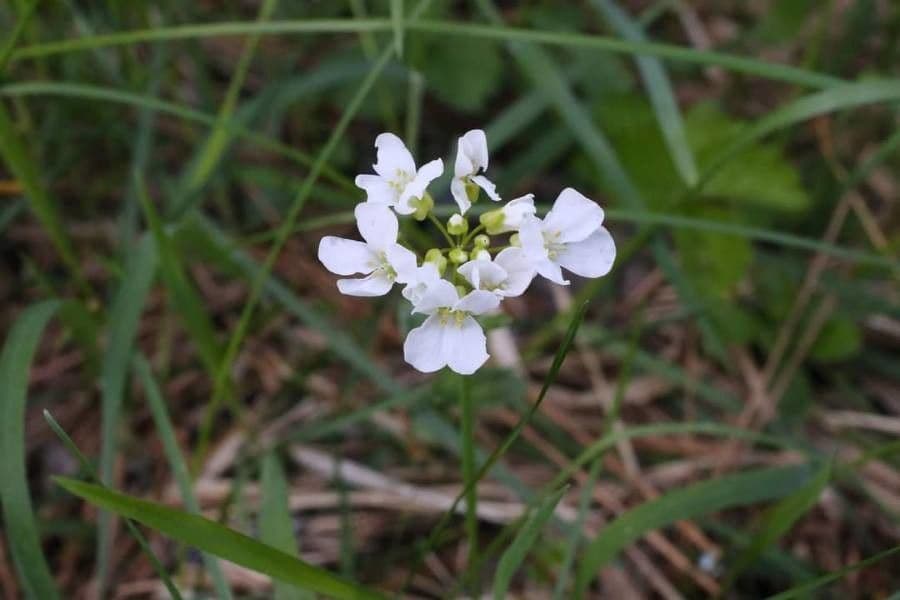 Arabis procurrens 2