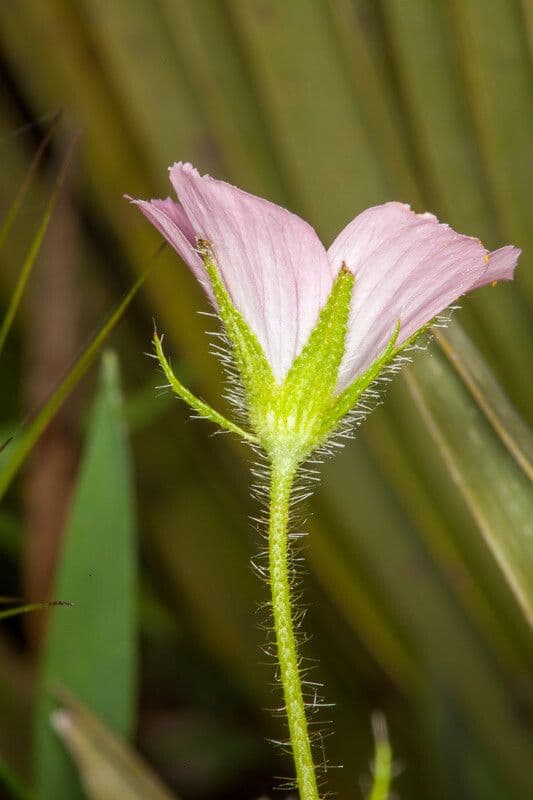 Malva di Creta 17