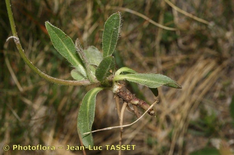 Pilosella corymbuloides 7