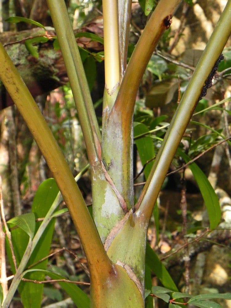 Actinokentia 17