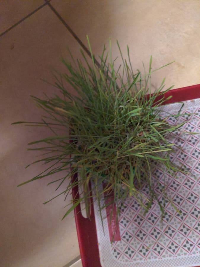 Koeleria glauca 16