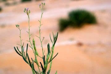 Henophyton 6
