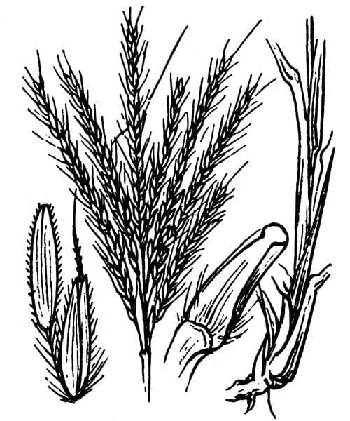 Gewöhnliches Bartgras 30