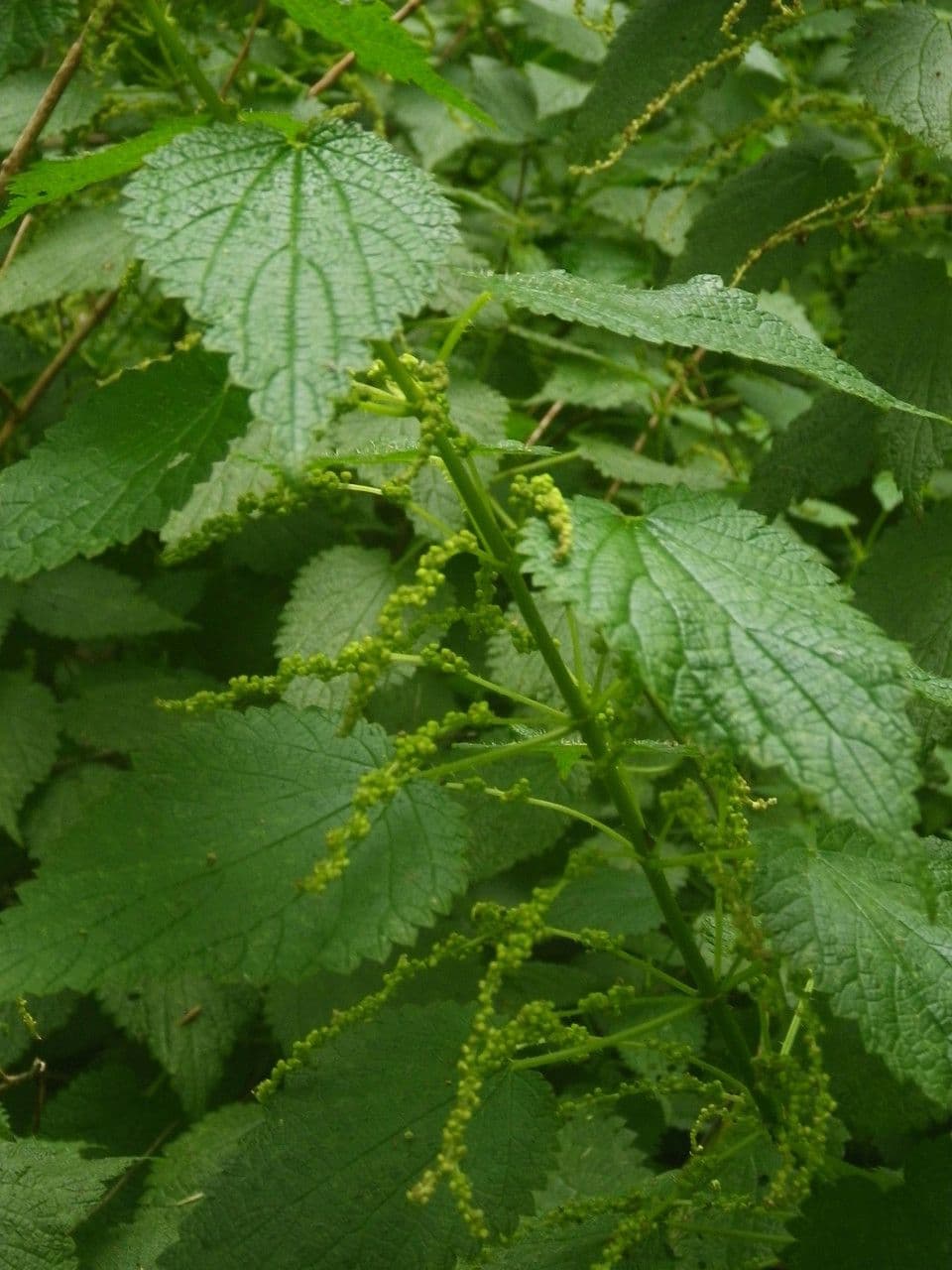 Ortica morifolia 9