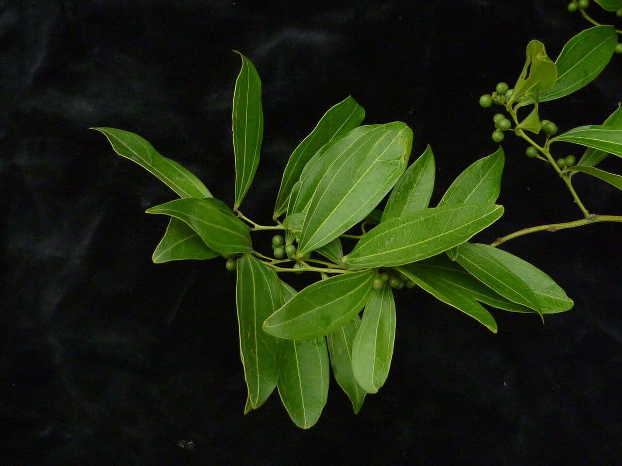 Cocculus 9