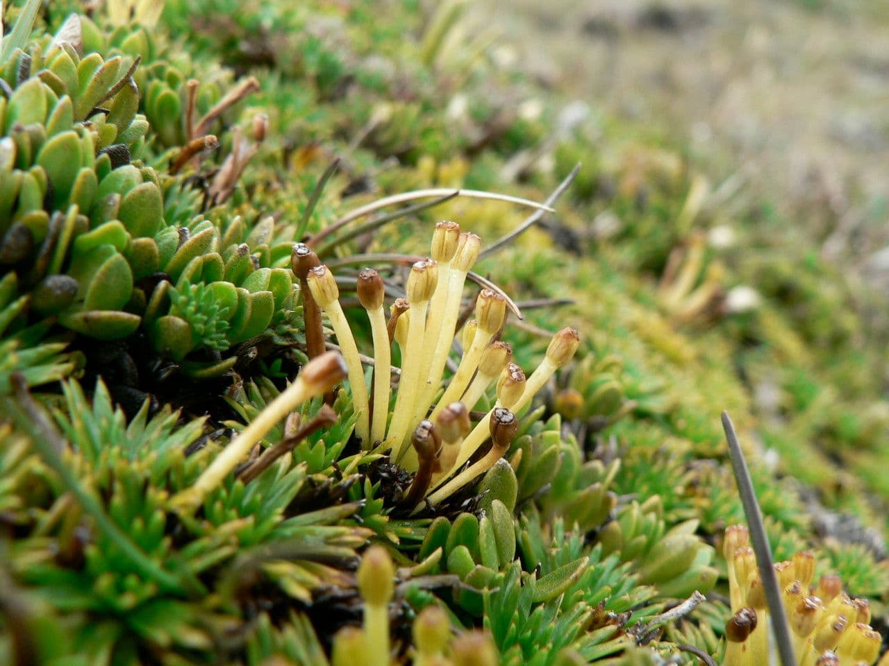 Azorella