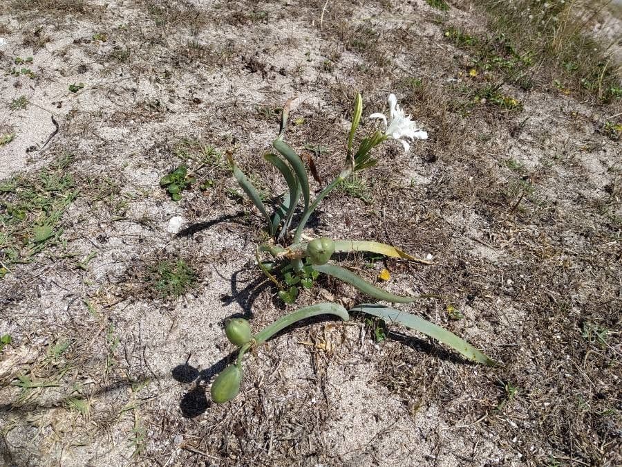 Pankracjum nadmorskie 29