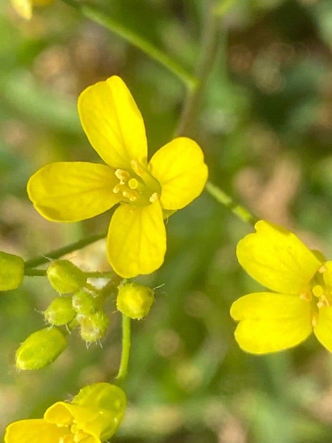 Bunias erucago 9