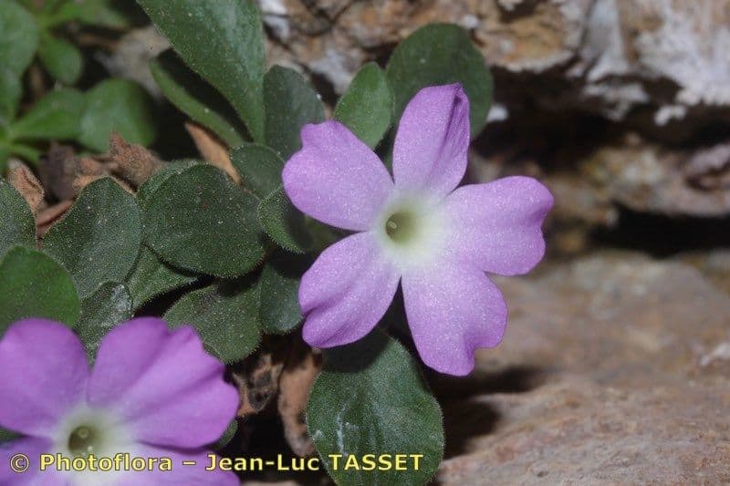 Primula 2