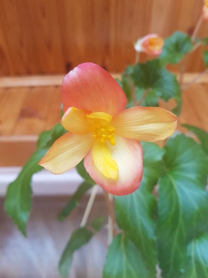 Begonia 2