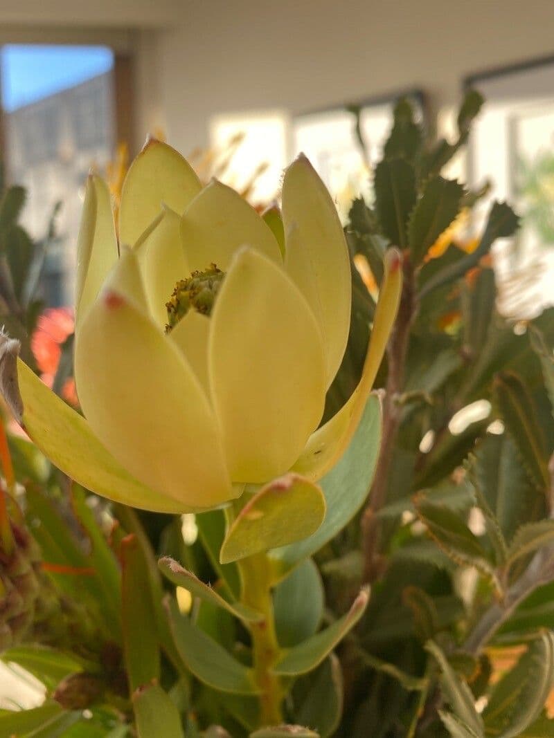 Leucadendron