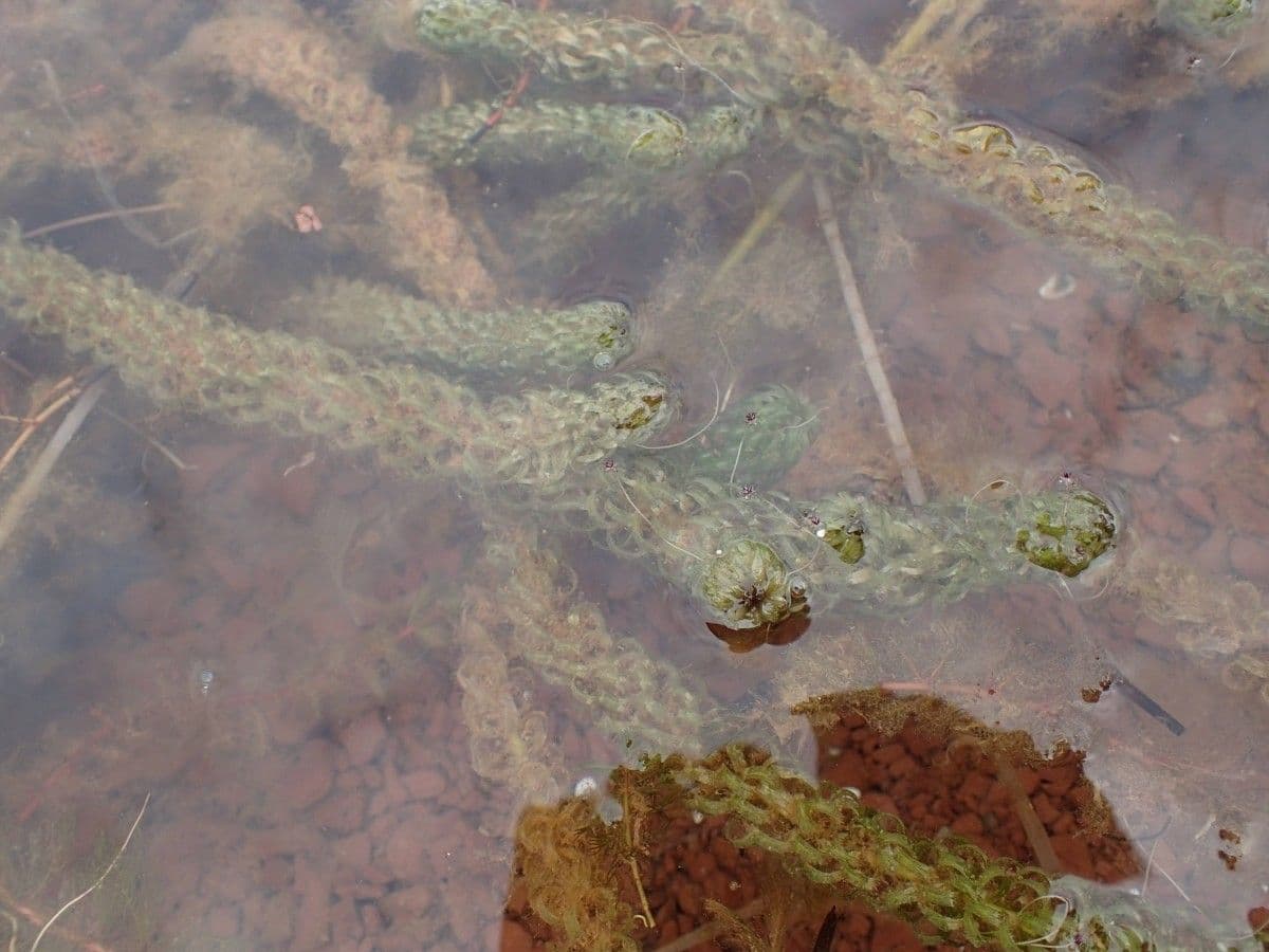 Elodea del Capo 22