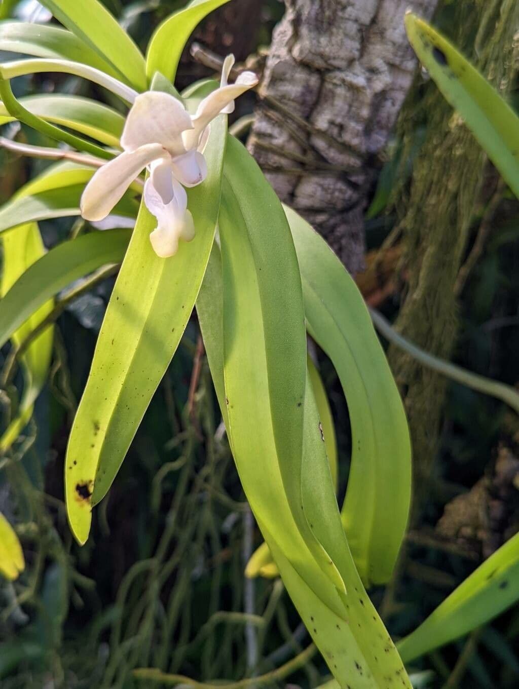 Vanda Denisona 4