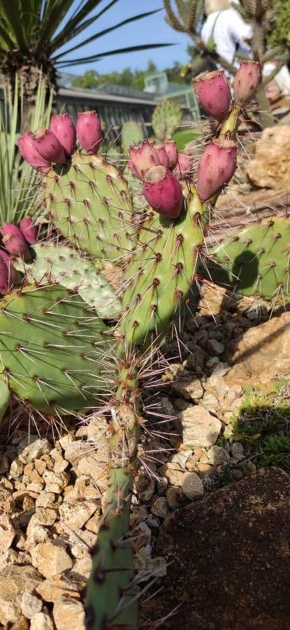 Nopal de espinas marrones 15
