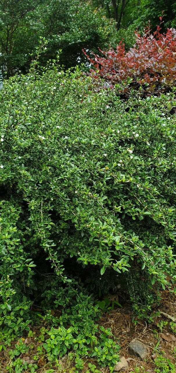 Serissa 7