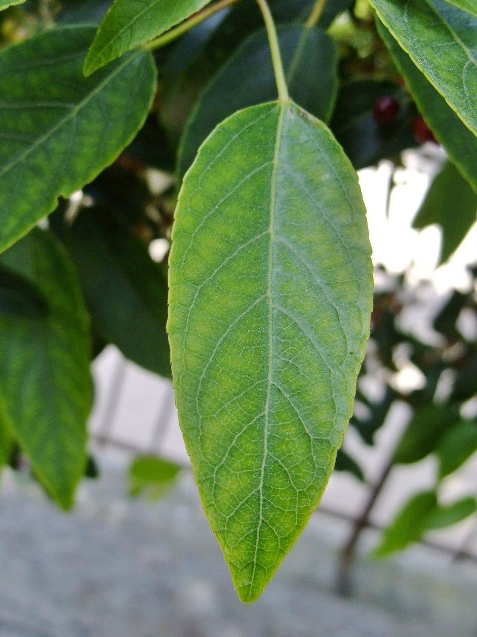 Aristotelia chilensis 15