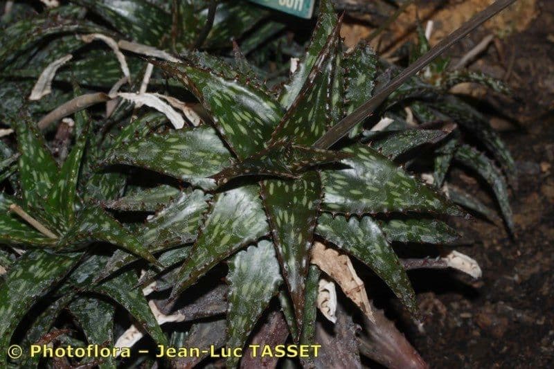 Aloe 2