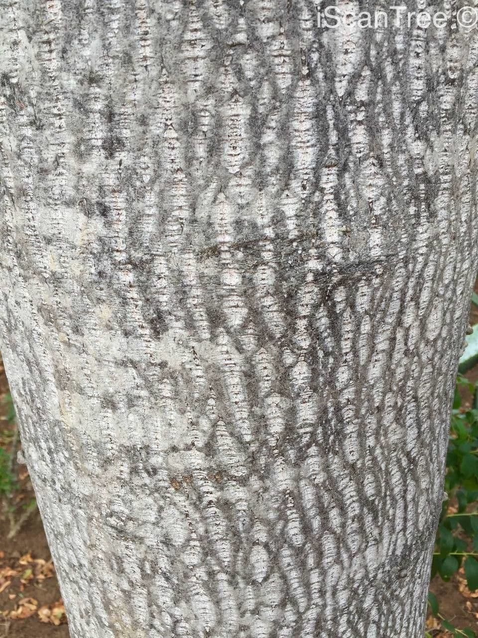 Ziziphus 13
