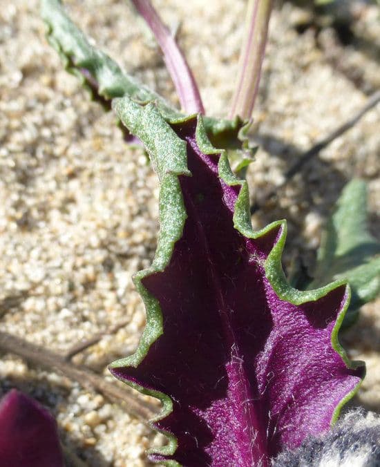 Senecio californiano 11